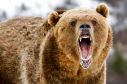 Quick-thinking wife saves husband with bear spray during grizzly attack in Canadian wilderness
