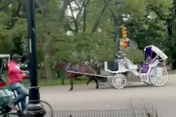 Central Park horse runs wild without driver in shocking video: ‘One of the most terrifying experiences’
